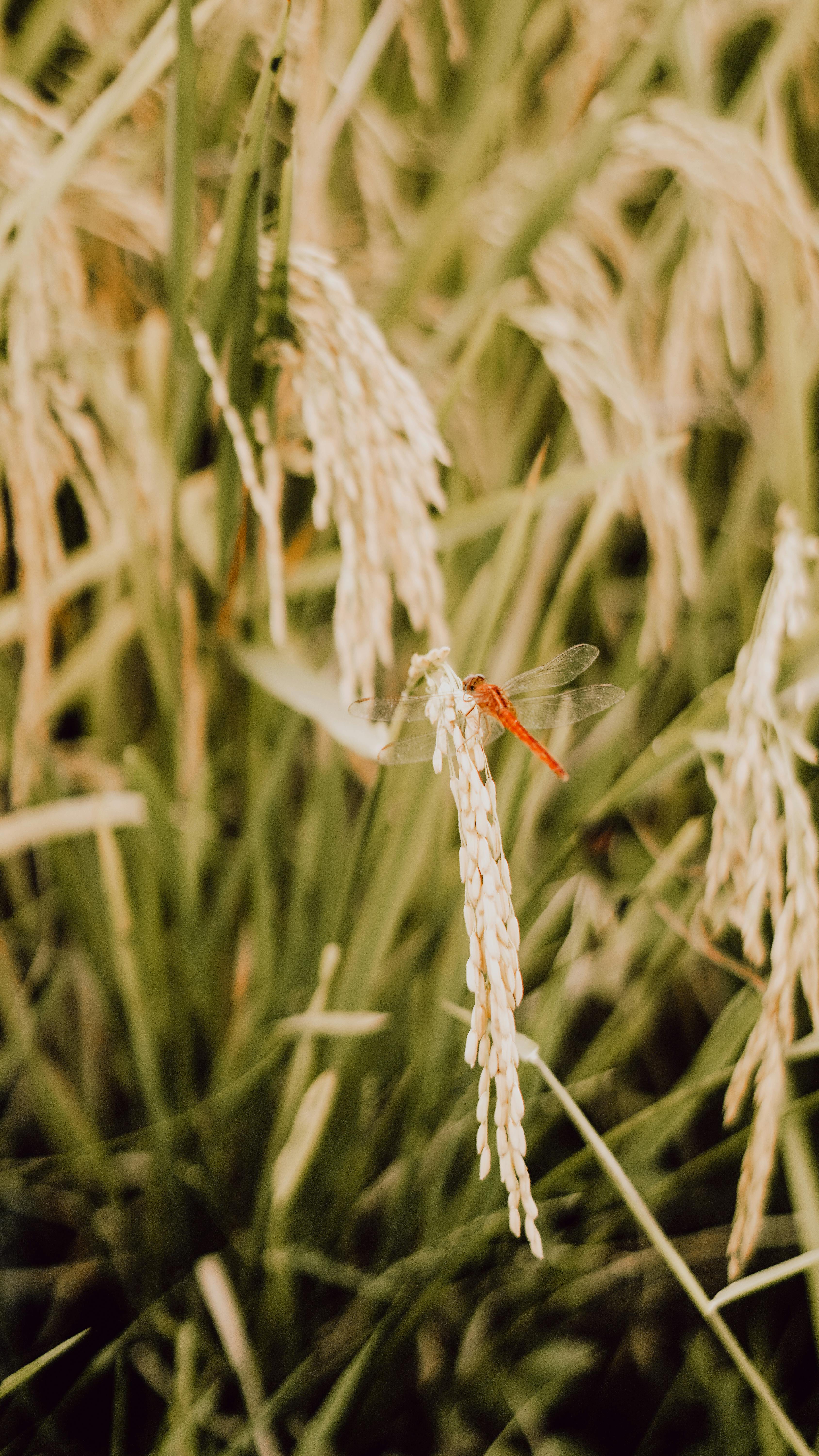 Dragonfly